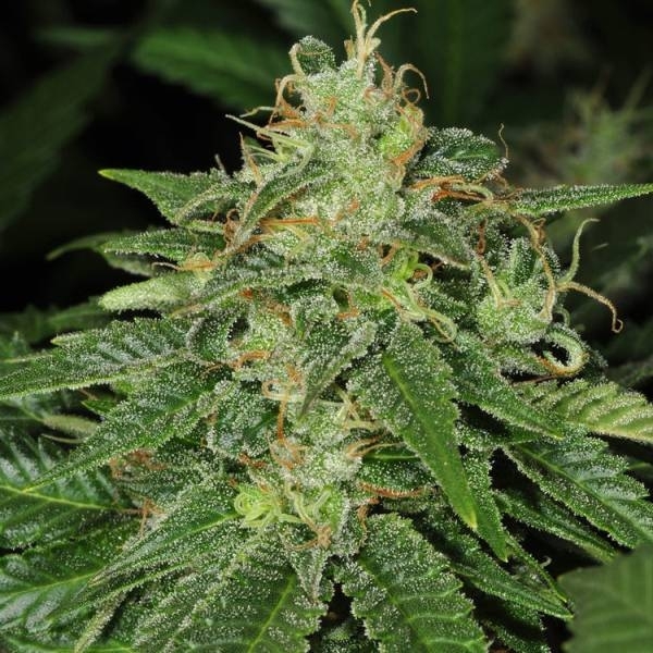 S.A.G.E. (T.H.Seeds) Feminiserede