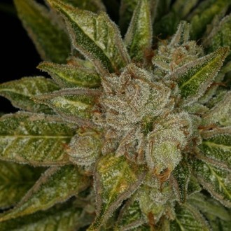 MK-Ultra (T.H.Seeds) Feminiserede