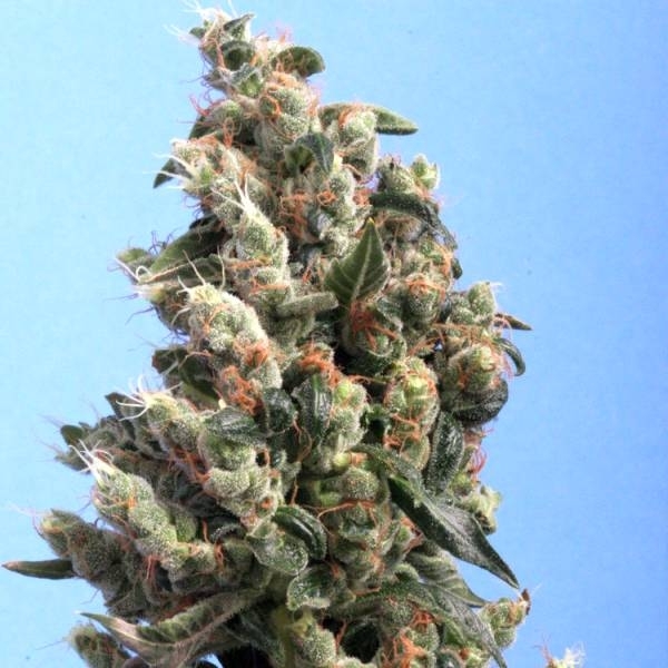 Kushage (T.H. Seeds) Feminiserede
