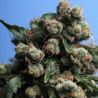 Sage 'N Sour (T.H.Seeds) Feminiserede