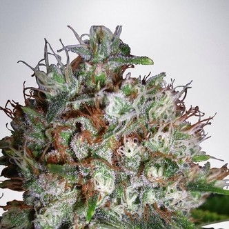 Big Bud XXL (Ministry of Cannabis) feminiserede