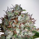 Big Bud XXL (Ministry of Cannabis) Feminiserede