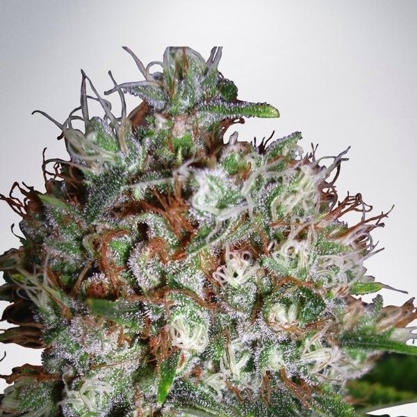 Big Bud XXL (Ministry of Cannabis) Feminiserede