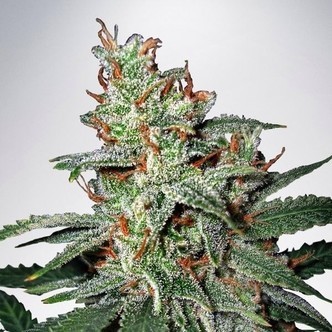 Carnival (Ministry of Cannabis) feminiserede cannabisfr&oslash;