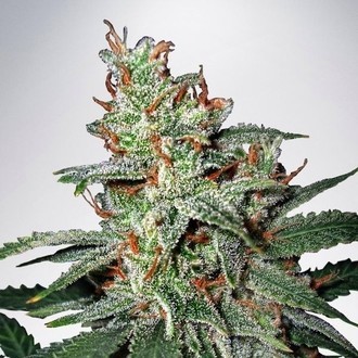 Carnival (Ministry of Cannabis) Feminiserede