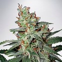 Carnival (Ministry of Cannabis) Feminiserede