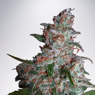 Northern Lights MOC (Ministry of Cannabis) Feminiserede