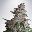 Northern Lights MOC (Ministry of Cannabis) Feminiserede