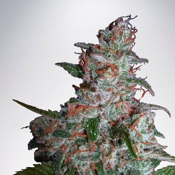 Northern Lights MOC (Ministry of Cannabis) Feminiserede