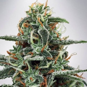 White Widow (Ministry of Cannabis) feminiserede cannabisfr&oslash;