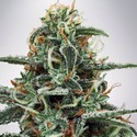 White Widow (Ministry of Cannabis) Feminiserede