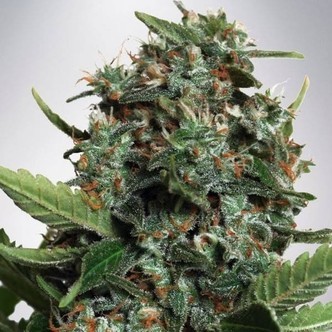 Autopilot XXL (Ministry of Cannabis) feminiserede cannabisfr&oslash;