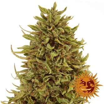 Pineapple Express Auto (Barney's Farm) feminiseret