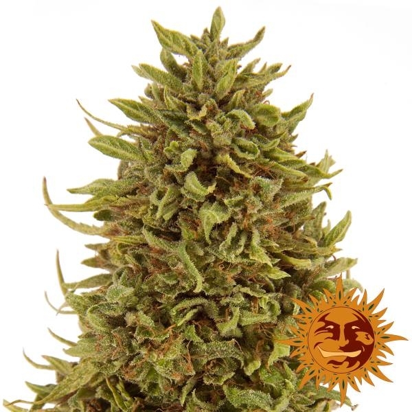 Pineapple Express Auto (Barney's Farm) Feminiserede