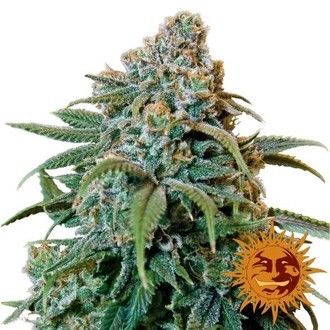 Liberty Haze (Barney's Farm) Feminiserede