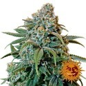 Liberty Haze (Barney's Farm) Feminiserede