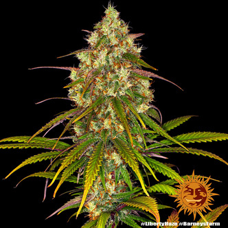 Liberty Haze (Barney's Farm) feminiserede cannabisfr&oslash;
