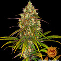Liberty Haze (Barney's Farm) Feminiserede
