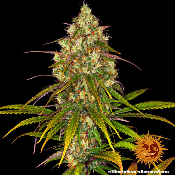 Liberty Haze (Barney's Farm) Feminiserede