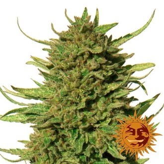 Critical Kush (Barney's Farm) Feminiserede