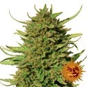 Critical Kush (Barney's Farm) Feminiserede