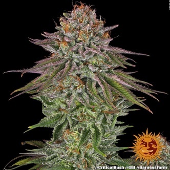 Critical Kush (Barney's Farm) feminiserede cannabisfr&oslash;