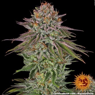 Critical Kush (Barney's Farm) Feminiserede