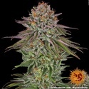 Critical Kush (Barney's Farm) Feminiserede