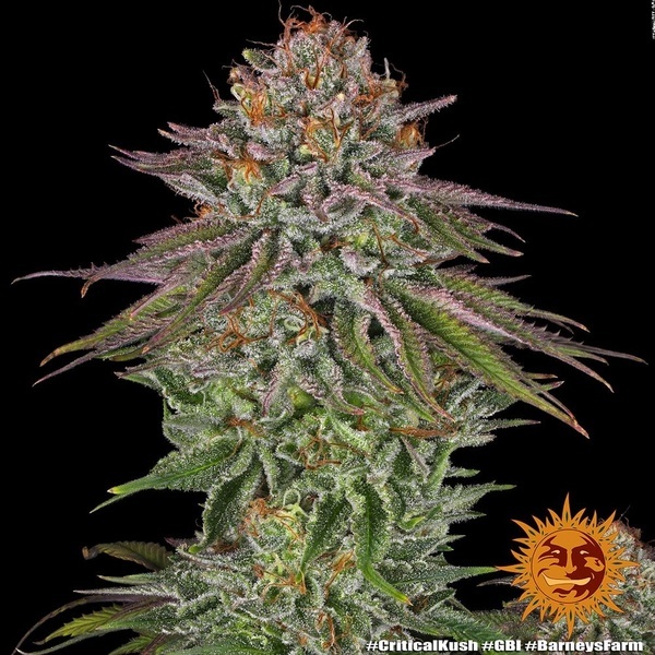 Critical Kush (Barney's Farm) Feminiserede