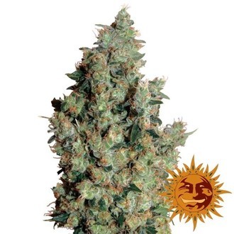 Tangerine Dream (Barney's Farm) Feminiserede