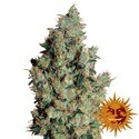 Tangerine Dream (Barney's Farm) Feminiserede