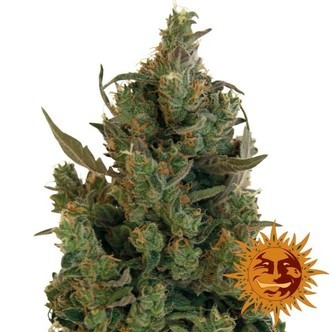Blue Cheese (Barney's Farm) feminiserede cannabisfr&oslash;