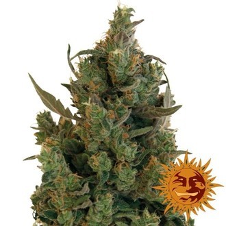 Blueberry Cheese (Barney's Farm) Feminiserede