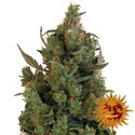 Blueberry Cheese (Barney's Farm) Feminiserede