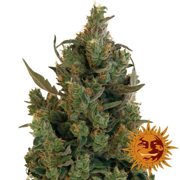 Blueberry Cheese (Barney's Farm) Feminiserede