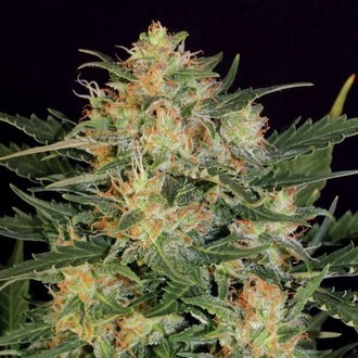 Autoflower White Russian (Serious Seeds) Feminiserede