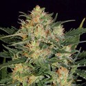 Autoflower White Russian (Serious Seeds) Feminiserede