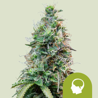 Amnesia Haze Automatic (Royal Queen Seeds) Feminiserede