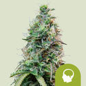 Amnesia Haze Automatic (Royal Queen Seeds) Feminiserede