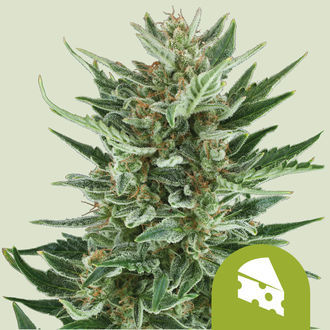 Royal Cheese Autoflower (Royal Queen Seeds) Feminiserede