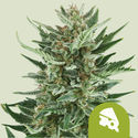 Royal Cheese Autoflower (Royal Queen Seeds) Feminiserede
