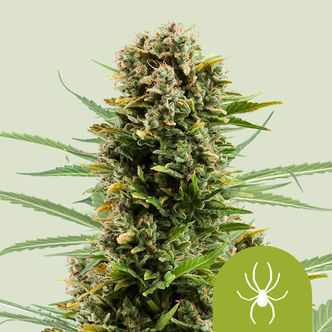 White Widow Automatic (Royal Queen Seeds) feminiserede
