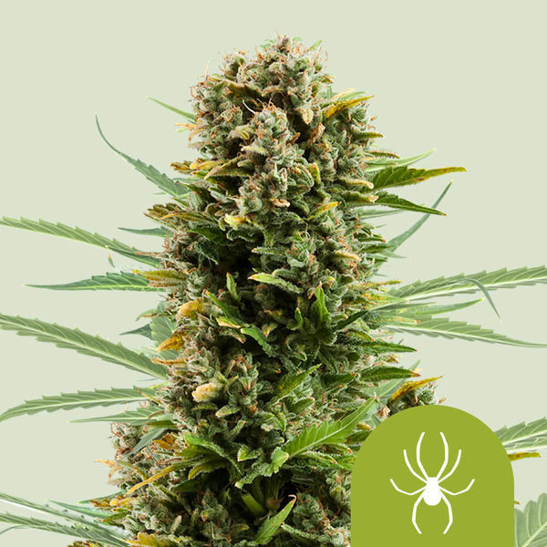 White Widow Autoflower (Royal Queen Seeds) Feminiserede
