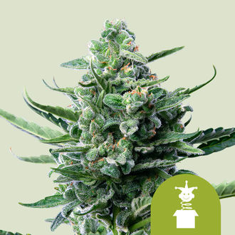 Royal Jack Autoflower (Royal Queen Seeds) Feminiserede
