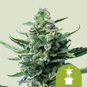 Royal Jack Autoflower (Royal Queen Seeds) Feminiserede