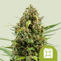 Diesel Autoflower (Royal Queen Seeds) Feminiserede
