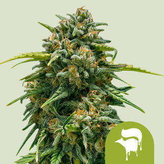 Sweet Skunk Automatic (Royal Queen Seeds) feminiserede cannabisfr&oslash;