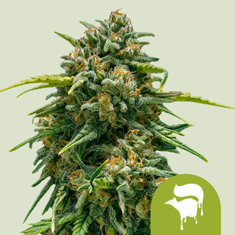 Sweet Skunk Autoflower (Royal Queen Seeds) Feminiserede