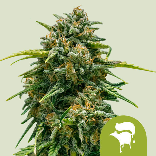 Sweet Skunk Autoflower (Royal Queen Seeds) Feminiserede