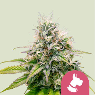 Kali Dog (Royal Queen Seeds) Feminiserede